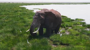 非洲象东非牛白鹭场景拍摄