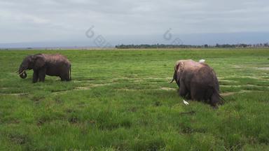 非洲大象横屏食草动物清晰实拍