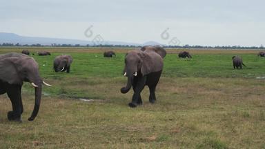 非洲大象动物家庭度假胜地动物群场景拍摄