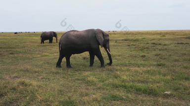 肯尼亚大象幼小动物两只动物宣传素材
