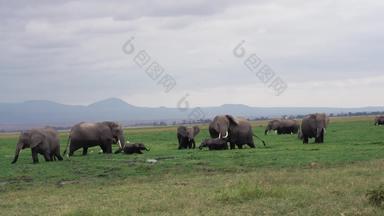 肯尼亚象自然户外高清视频