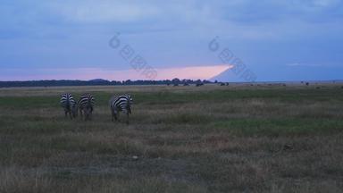肯尼亚动物白昼旅游目的地实拍