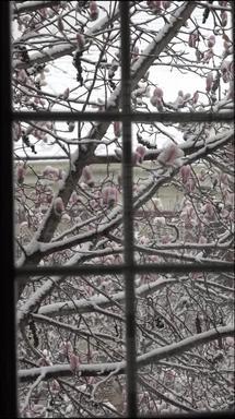 庭院雪景冬季