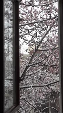 庭院雪景自然竖屏宣传视频