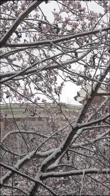 玉兰花雪景覆盖横屏自然美实拍素材