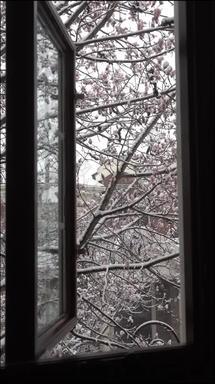 庭院雪景玉兰现代视频