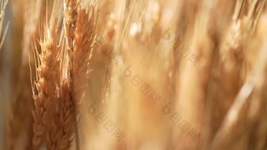 麦穗农业有机食品横屏小麦场景拍摄