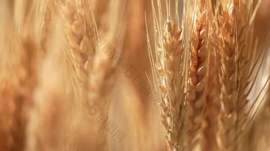 麦穗农业粮食影片收获