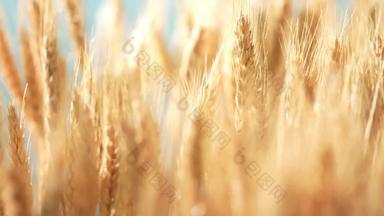 小麦农业粮食宣传素材