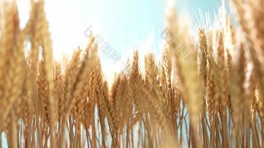 麦穗农业影像