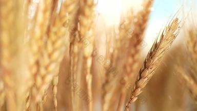 浇灌小麦麦穗健康食物影像