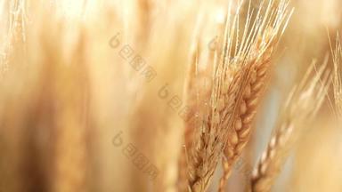 浇灌小麦农作物生长素材