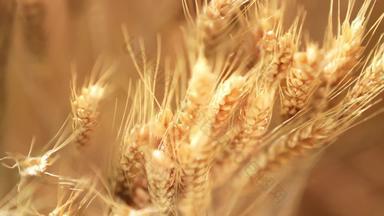 小麦农业谷类4K分辨率实拍素材
