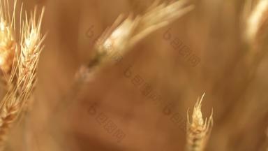 小麦农业健康食物视频素材