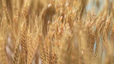 小麦麦田农作物有机食品高质量实拍
