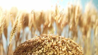 小麦收获农场高质量实拍