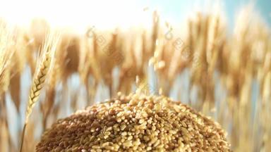小麦丰收农村健康食物