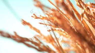 稻穗稻子农场农业影像