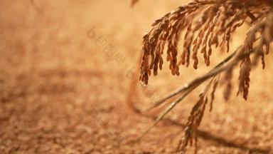 稻穗水稻稻影视饱满的清晰实拍