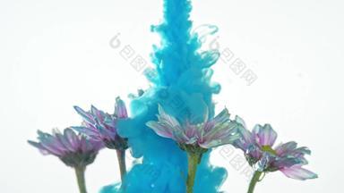 颜料在水中溶解与雏菊碰撞溶解动感清晰实拍