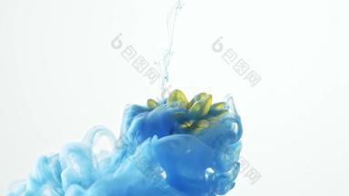 颜料在水中溶解与雏菊碰撞艺术场景拍摄