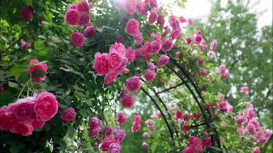 盛开的蔷薇花自然美