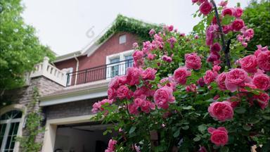 别墅庭院里的蔷薇房子实拍素材
