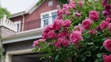 别墅庭院里的蔷薇盛开清晰实拍