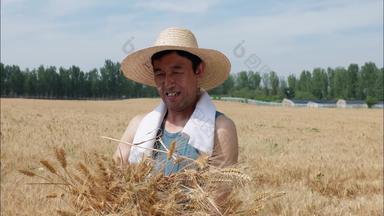 麦田里种植小麦影片影像