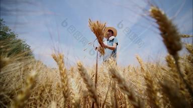 麦田里农民田园风光表现积极麦子高清实拍
