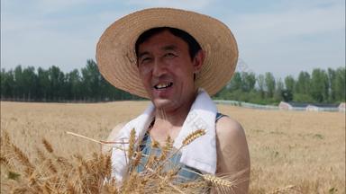 麦田里种植麦穗体力劳动白昼