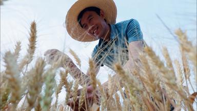 麦田里种植麦子农村视频