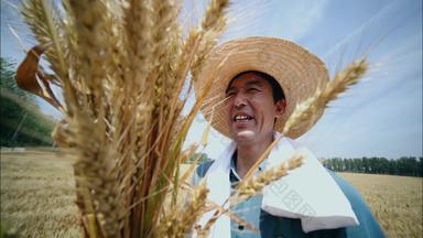 麦田里农民小麦健康食物农田实拍