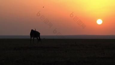 非洲草原角马自然现象天空非洲素材