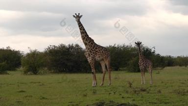 非洲草原长颈鹿旅行风景素材