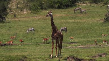 肯尼亚原生态文化白昼短片