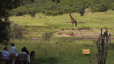 非洲草原酒店旅行者特色游客实拍素材
