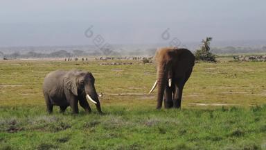非洲大象国家公园清晰视频
