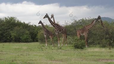 肯尼亚野生动物灌木