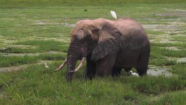 肯尼亚大象旅途