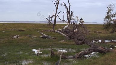 非洲草原白鹭树干影像