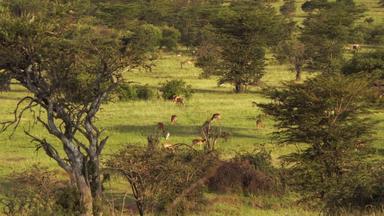 肯尼亚羚羊旅途空旷宣传片