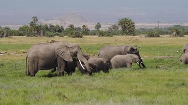 肯尼亚象野生动物安博塞利视频素材