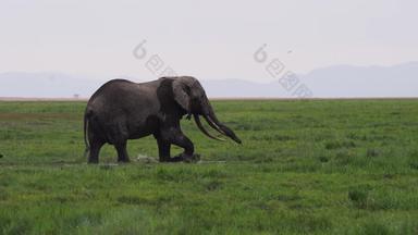 非洲大象自然旅游目的地画面