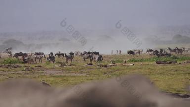 草原上的角马和大象原生态文化实拍