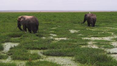 肯尼亚大象湿地影视素材
