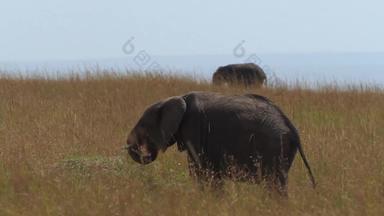 肯尼亚大象宁静自然高清实拍