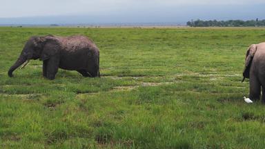 肯尼亚大象宁静旅游白昼视频素材