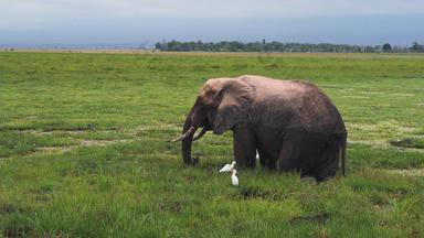 肯尼亚大象当地著名景点旅游目的地影像