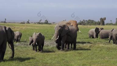 非洲象空旷动物群视频素材